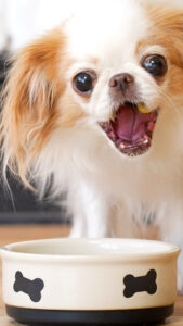 Pet food photography and videography featuring animal actors