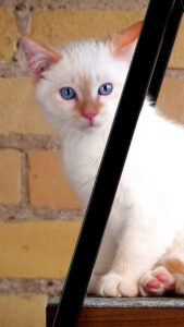 User generated pet product content